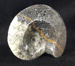 Manticoceras sp. HYATT 1884 - Bild &copy; FossNet FossilienStore